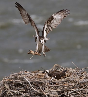 Osprey with nest material YELS0614.jpg