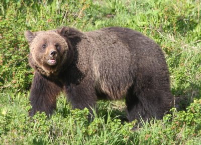 mother grizzly YELS2277.JPG