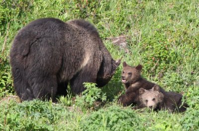 mother with 2 cubs YELS2249.JPG