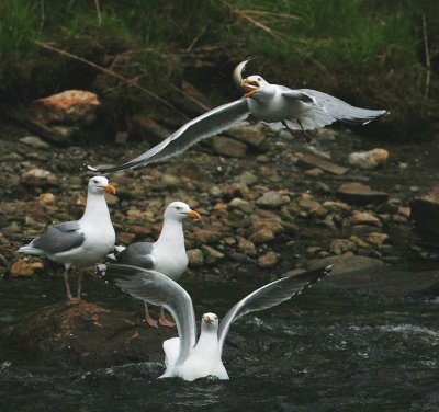 Seagull with Alewife