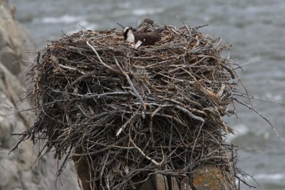 Big Nest