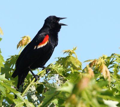 red winged blackbird