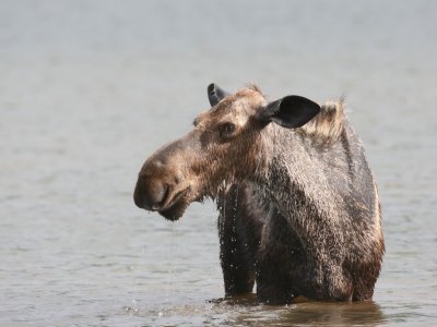 Moose