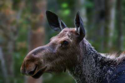 Moose Cow 4456