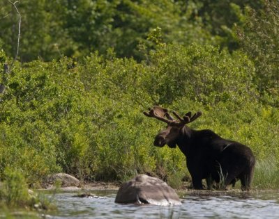 Bull Moose 4823