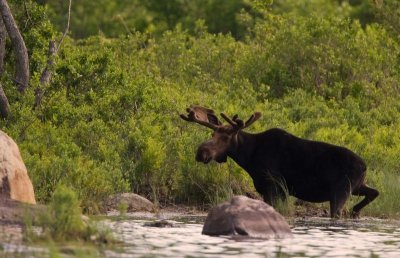 Bull Moose 4843