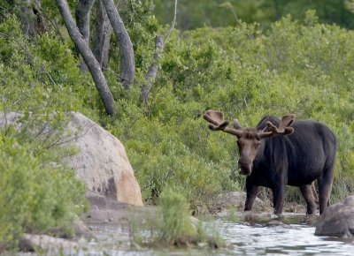 Bull Moose 4911