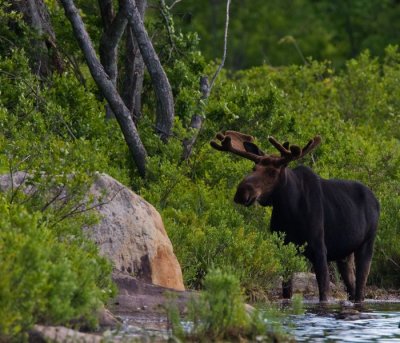 Bull Moose