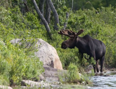 Bull Moose 4930