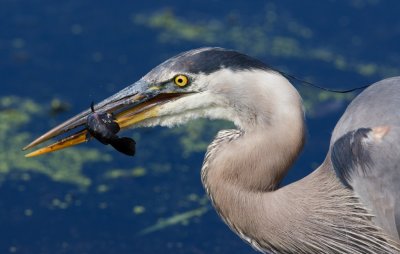 Heron with small fish