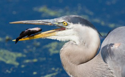 Heron with small fish 2
