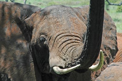 Elephant-Size Greeting,! Tarangire