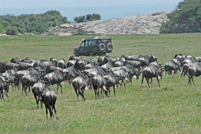 Wildebeests  thinking of migrating!