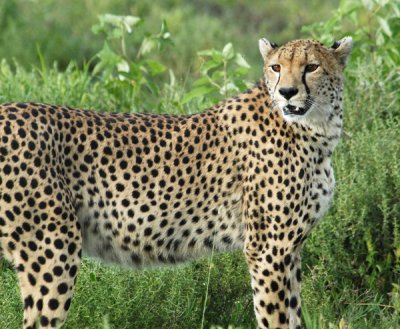 Cheetah, Serengeti, Western Corridor