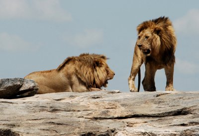 Lions -- mild discussion,! Serengeti, Western Corridor