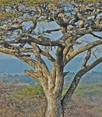 Leopard resting on tree branch