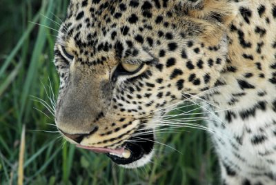 Leopard -- not in pleasant mood!