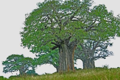 Baobabs-- The Trees of Life!