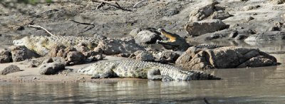 Crocodiles, Serengeti, Western Corridor