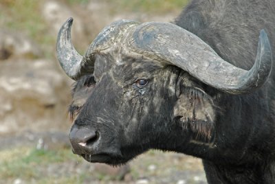 Cape Buffalo profile