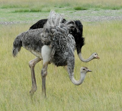 Ostriches in sync.!