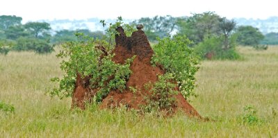 Termite hill
