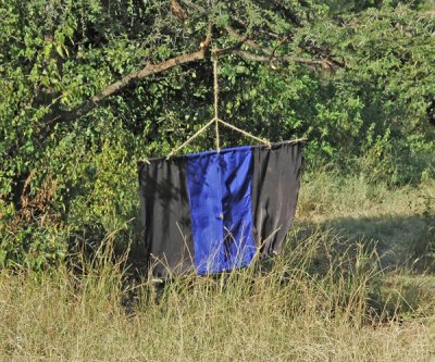 Impregnated cloths to attract and kill Tetse Flies