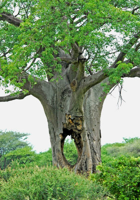 Baobab, with hole in the middle!