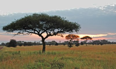 Sunrise and Acacias, Serengeti