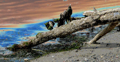 Old dead tree at shoreline.