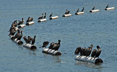 Lineup of Cormorants, Lake Merritt