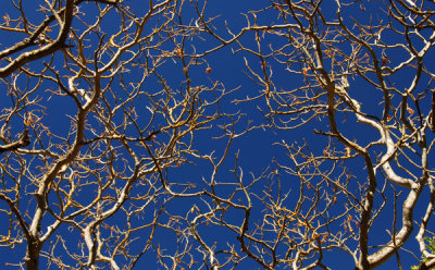 Oak branches at Briones