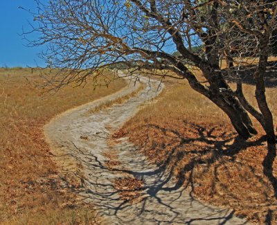 S curve and dry oaks, Briones