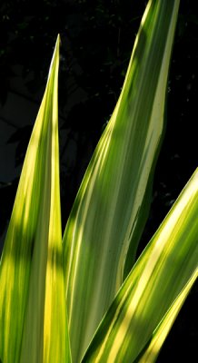 Agave-type leaves
