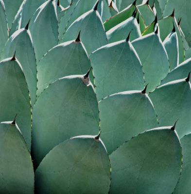 Notable form of agave plant.