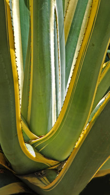 Another form of agave.