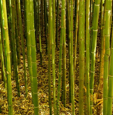 Special bamboo section.