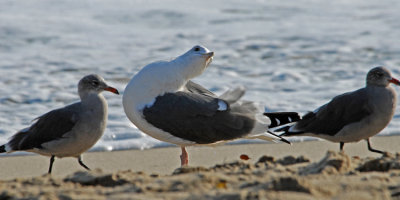 Seagulls in Shore Ballet.