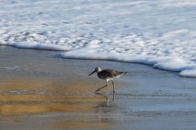 Sandpiper keeping out of water.