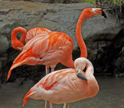 Flamingos with beautiful plumage.