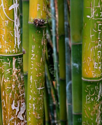 Grafitti on bamboo sections.