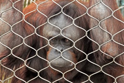 Orangutan behind bars!