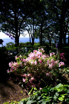 Where the flowers meet the sea