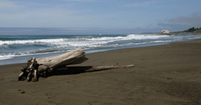 Log and Turtle Head Rock