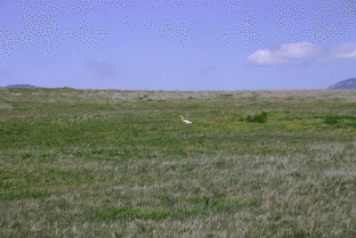 White bird green field