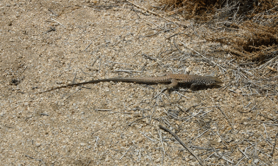 A Desert lizard scurries by