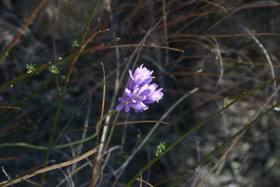 A Tiny Purple flower