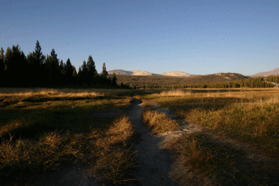 The meadow