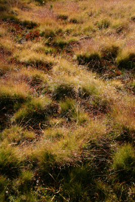 Coloured Meadow