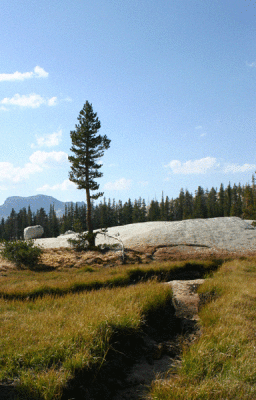 A meadow near Cathedral Lake